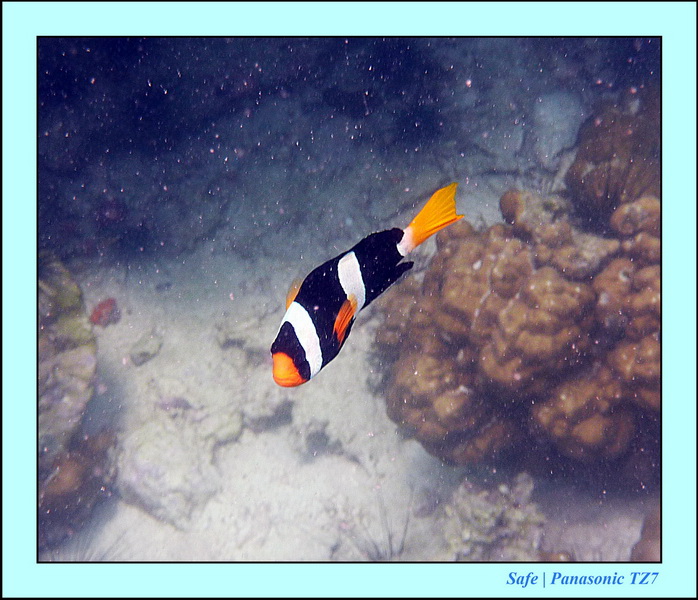 2011 - 07 - Koh Lipe 60